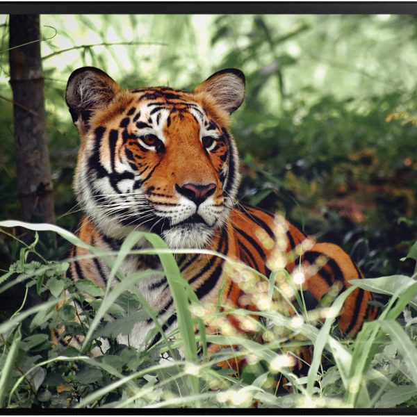 KOLMA Schreibunterlage 50x34cm 35.573.20 Tiger