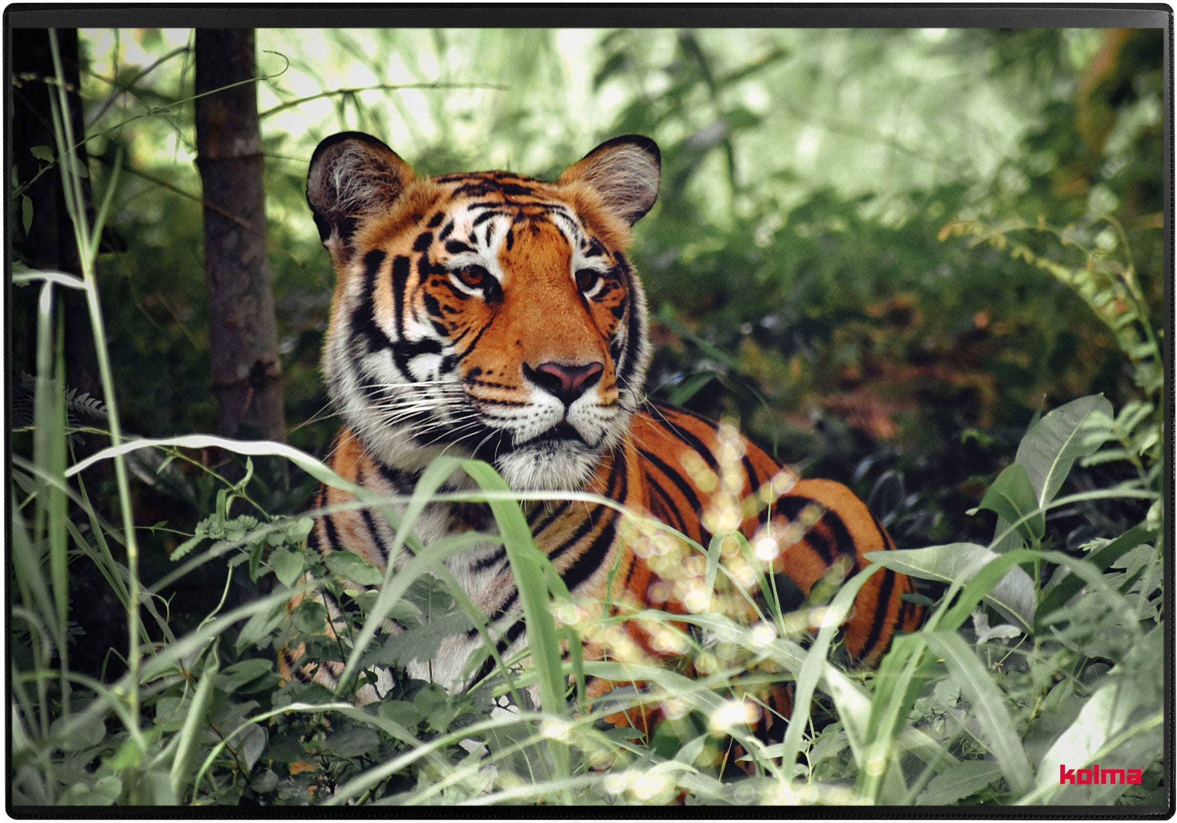 KOLMA-35.573.20-7611967350652 KOLMA Schreibunterlage 50x34cm 35.573.20 Tiger – Hochwertig & günstig bei ShopDeca