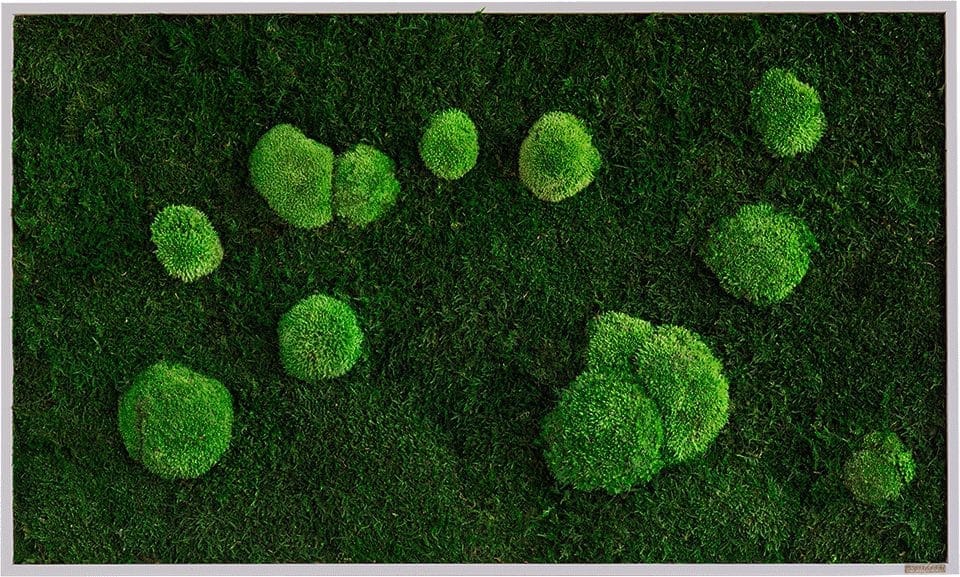 WaldundKugelmoosbild-100x60-Frontal_sG-Mb-WKm-100x60-HoWe_Neu Moosbild: Wald- und Kugelmoosbild 100x60cm – Hochwertig & günstig bei ShopDeca