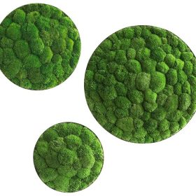 Moosbild: Kugelmoos-Ellipsoide 3er Set