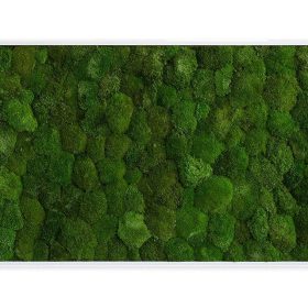 Moosbild: Kugelmoosbild 100x60cm