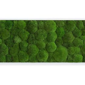 Moosbild: Kugelmoosbild 140x40cm