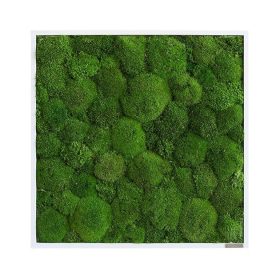 Moosbild: Kugelmoosbild 55x55cm