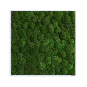 Moosbild: Kugelmoosbild 80x80cm