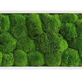 Moosbild: Kugelmoosbild 57x27cm