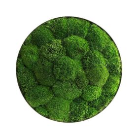 Moosbild: Kugelmoos-Ellipsoid 34cm