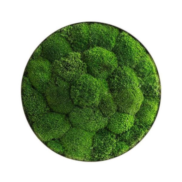 Moosbild: Kugelmoos-Ellipsoid 34cm