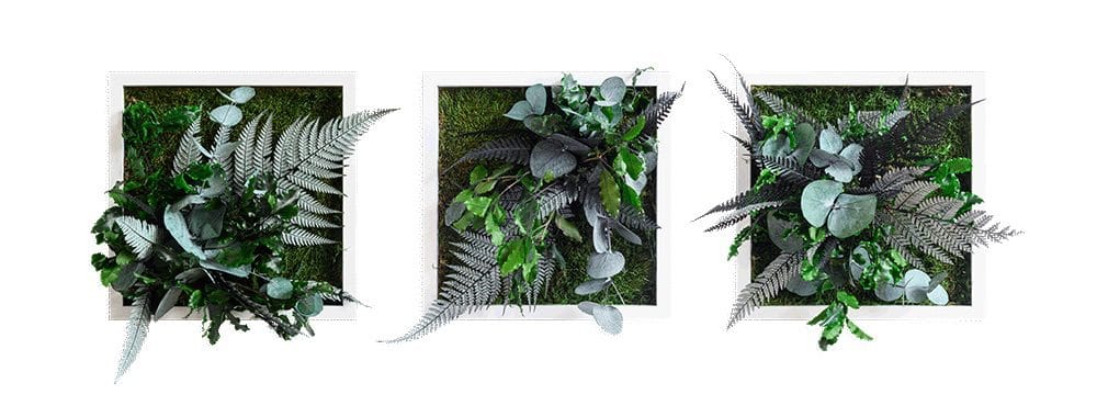 styleGREEN_Pflanzenbild_Dschungeldesign_22x22x3 Pflanzenbild im Dschungeldesign 22x22cm 3er Set Vollholz (Weiss) – Hochwertig & günstig bei ShopDeca