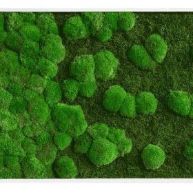 Moosbild Verlauf: Wald- und Kugelmoosbild Verlauf 100x60cm