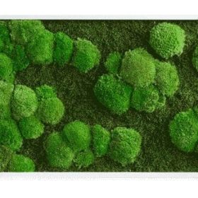 Moosbild Verlauf: Wald- und Kugelmoosbild Verlauf 140x40cm
