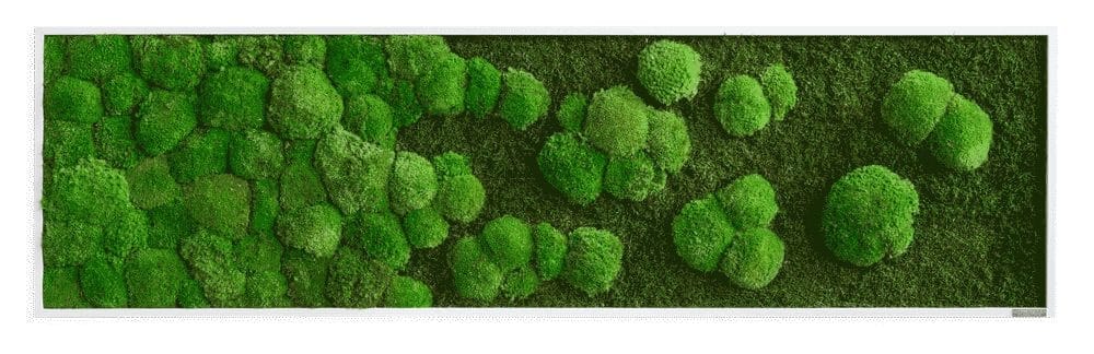 styleGREEN_Verlauf_140x40_Wald-und-Kugelmoos-1 Moosbild Verlauf: Wald- und Kugelmoosbild Verlauf 140x40cm – Hochwertig & günstig bei ShopDeca