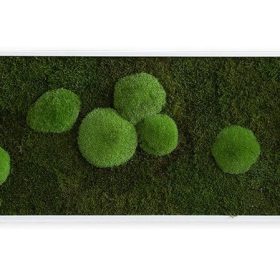 Moosbild: Wald- und Kugelmoosbild 140x40cm