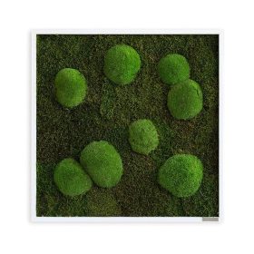 Moosbild: Wald-und Kugelmoosbild 55x55cm