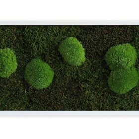 Moosbild: Wald- und Kugelmoosbild 57x27cm