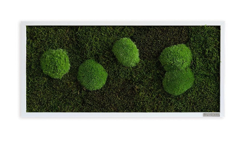 styleGREEN_Wald-und-Kugelmoos_Moosbild_57x27_Frontal_mitSchatten_sG-Mb-WKm-57x27-HoWe Moosbild: Wald- und Kugelmoosbild 57x27cm – Hochwertig & günstig bei ShopDeca