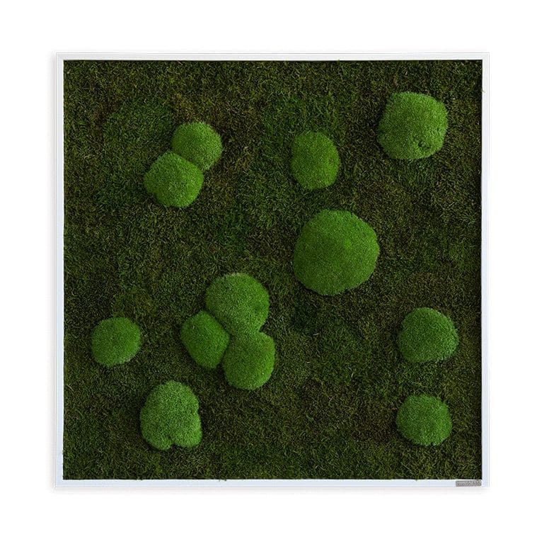 styleGREEN_Wald-und-Kugelmoos_Moosbild_80x80_Frontal_mitSchatten_sG-Mb-WKm-80x80-HoWe Moosbild: Wald- und Kugelmoosbild 80x80cm – Hochwertig & günstig bei ShopDeca