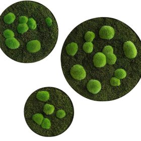 Moosbild: Wald- und Kugelmoos Kreise 3er Set