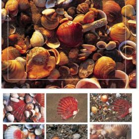 HASCHEMI Doppelkarten-Box 104 104 MUSCHELN