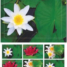 HASCHEMI Doppelkarten-Box 804 804 SEEROSEN