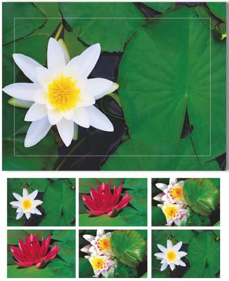 HASCHEMI-804-9783931282974 HASCHEMI Doppelkarten-Box 804 804 SEEROSEN – Hochwertig & günstig bei ShopDeca