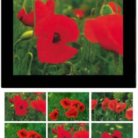 HASCHEMI Doppelkarten-Box 818 818 MOHNBLUMEN