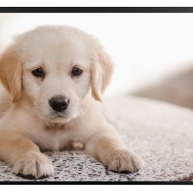 KOLMA Schreibunterlage 35.553.20 Hund 50x34cm