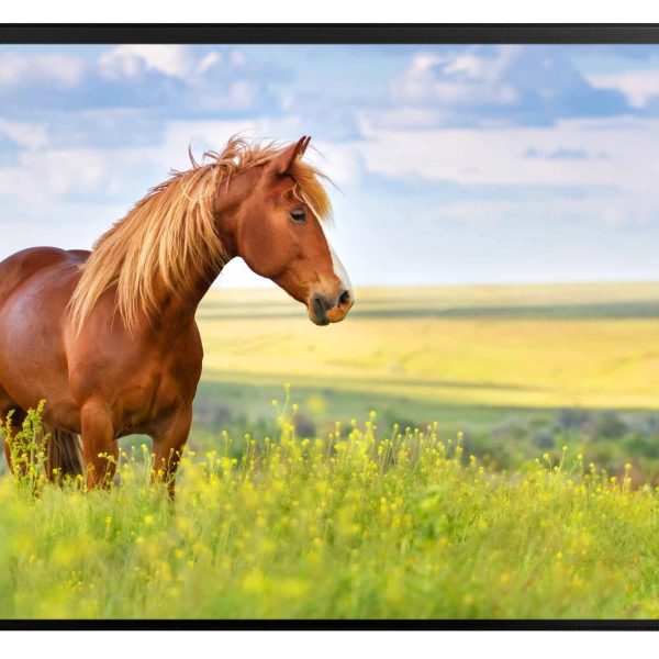 KOLMA Schreibunterlage 35.555.20 Pferd 50x34cm