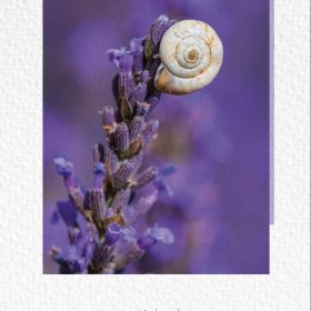 NATUR VERLAG Notizbuch Crushpaper A5 11003N Lavendel Foto, dotted