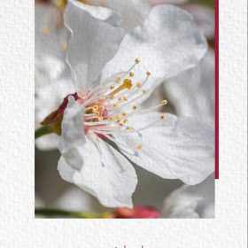 NATUR VERLAG Notizbuch Crushpaper A5 11006N Kirsche Foto, dotted
