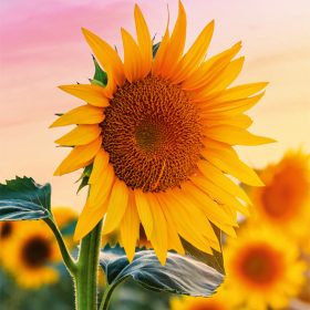 ABC Glückwunschkarte Blanko B6 51819 Sonnenblumen
