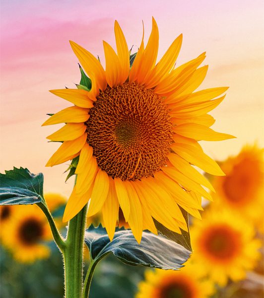 ABC Glückwunschkarte Blanko B6 51819 Sonnenblumen