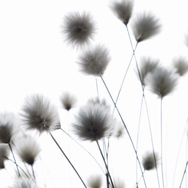 ABC Trauerkarte B6 51950 Schwarze Blüten