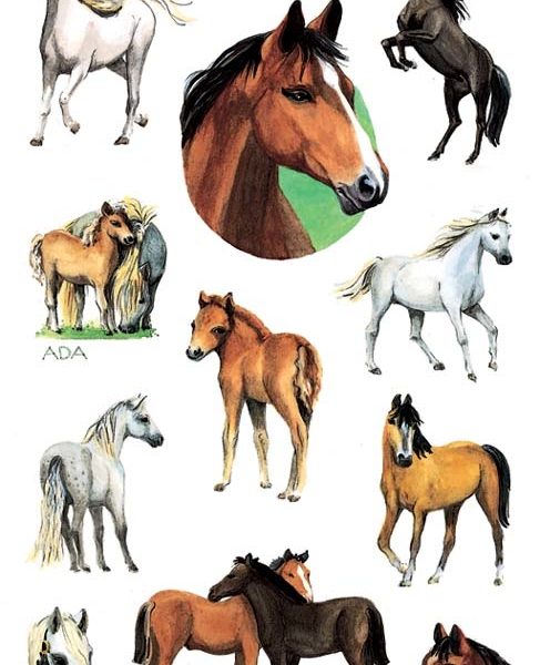 Z-DESIGN Sticker Kids 53483 Bauernhoftiere 2 Stück