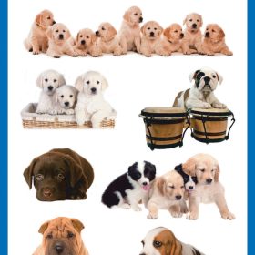 Z-DESIGN Sticker Creative 55972 Hundekinder 3 Stück